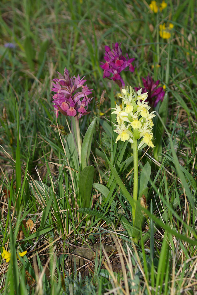 Dactylorhiza sambucina / Orchide sambucina